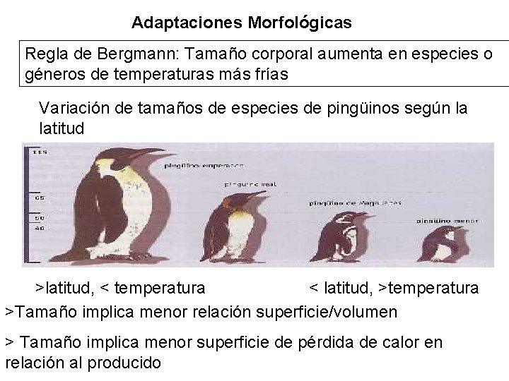 Adaptaciones Morfológicas Regla de Bergmann: Tamaño corporal aumenta en especies o géneros de temperaturas Adaptaciones Morfológicas Regla de Bergmann: Tamaño corporal aumenta en especies o géneros de temperaturas