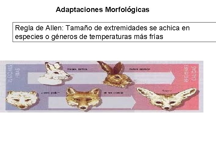 Adaptaciones Morfológicas Regla de Allen: Tamaño de extremidades se achica en especies o géneros Adaptaciones Morfológicas Regla de Allen: Tamaño de extremidades se achica en especies o géneros
