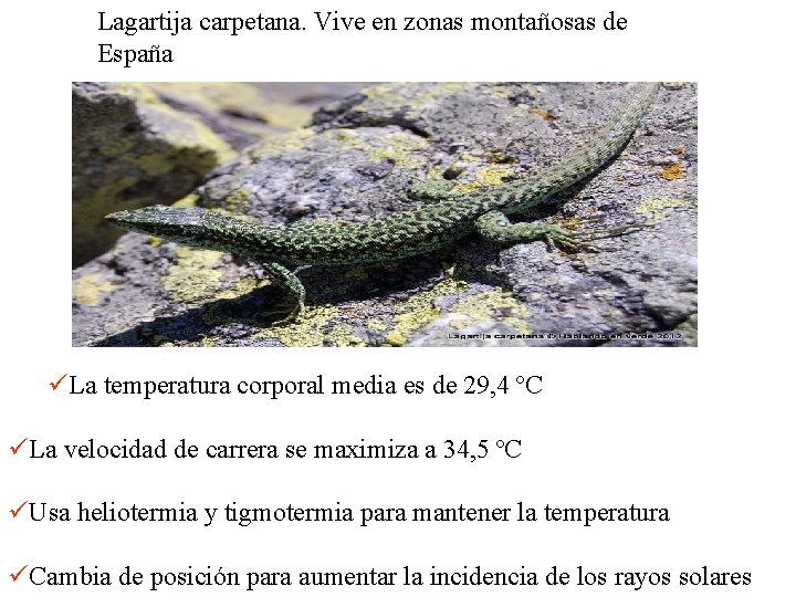 Lagartija carpetana. Vive en zonas montañosas de España üLa temperatura corporal media es de Lagartija carpetana. Vive en zonas montañosas de España üLa temperatura corporal media es de