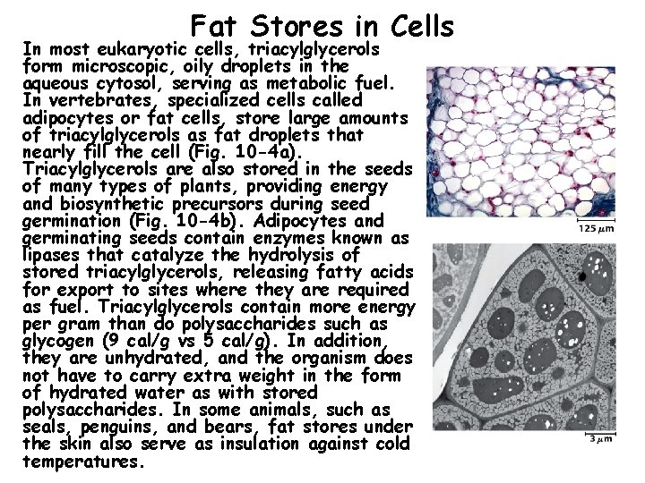 Fat Stores in Cells In most eukaryotic cells, triacylglycerols form microscopic, oily droplets in
