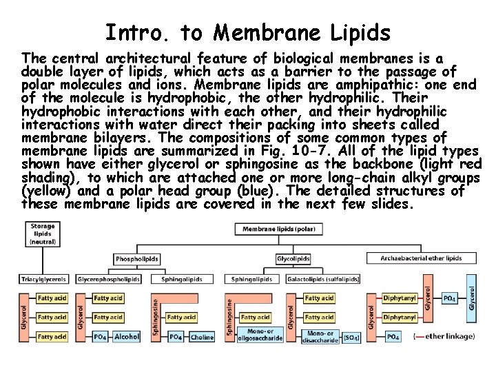 Intro. to Membrane Lipids The central architectural feature of biological membranes is a double