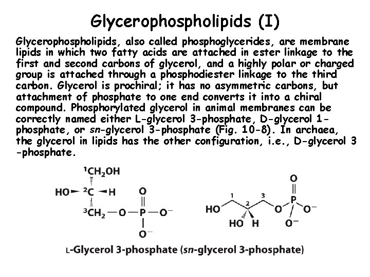 Glycerophospholipids (I) Glycerophospholipids, also called phosphoglycerides, are membrane lipids in which two fatty acids