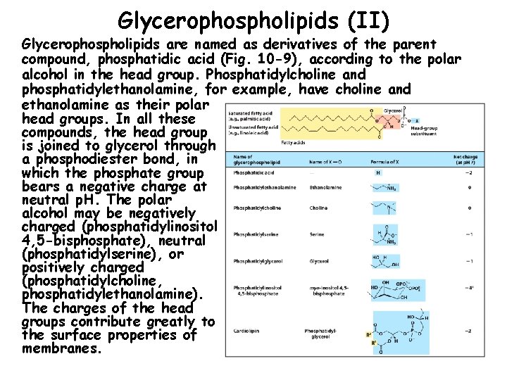 Glycerophospholipids (II) Glycerophospholipids are named as derivatives of the parent compound, phosphatidic acid (Fig.