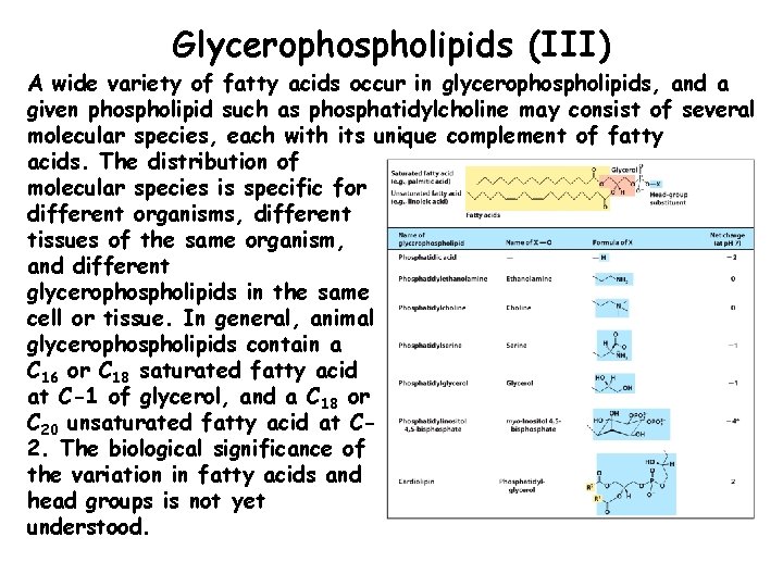 Glycerophospholipids (III) A wide variety of fatty acids occur in glycerophospholipids, and a given