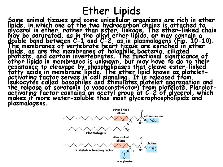 Ether Lipids Some animal tissues and some unicellular organisms are rich in ether lipids,