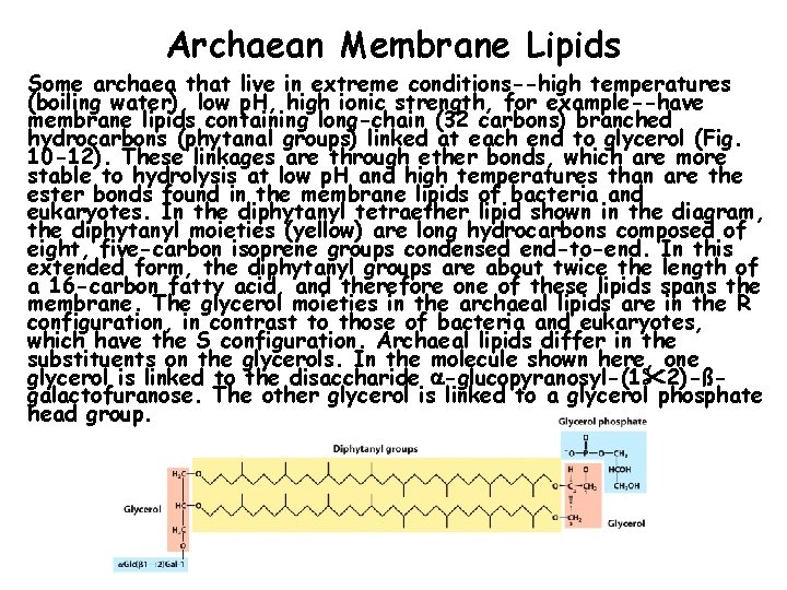Archaean Membrane Lipids Some archaea that live in extreme conditions--high temperatures (boiling water), low