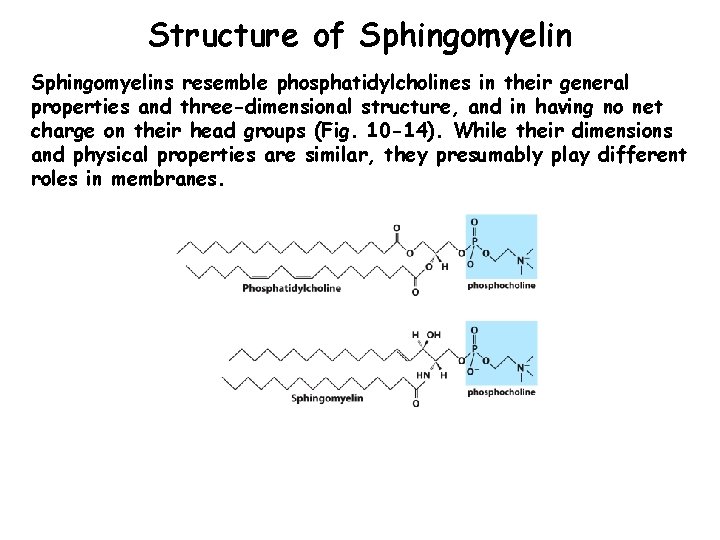 Structure of Sphingomyelins resemble phosphatidylcholines in their general properties and three-dimensional structure, and in