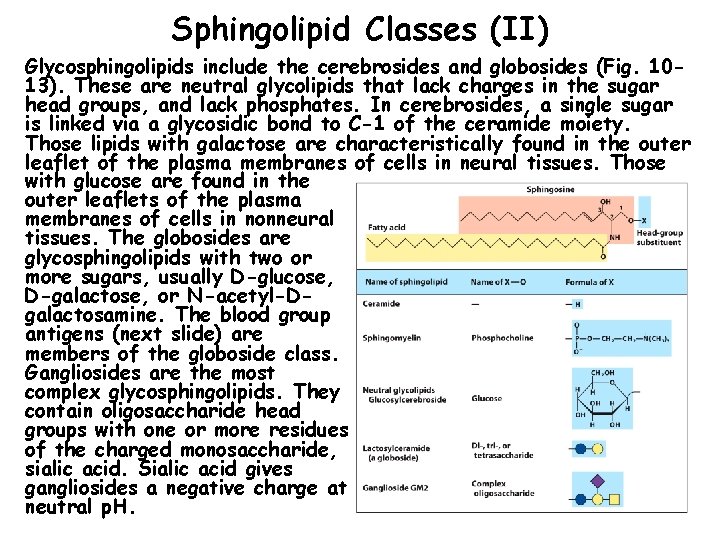 Sphingolipid Classes (II) Glycosphingolipids include the cerebrosides and globosides (Fig. 1013). These are neutral