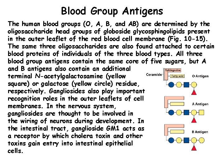 Blood Group Antigens The human blood groups (O, A, B, and AB) are determined