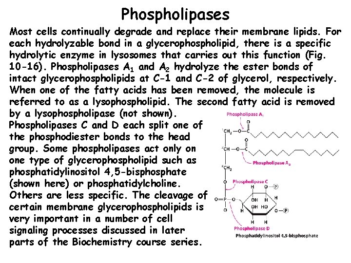 Phospholipases Most cells continually degrade and replace their membrane lipids. For each hydrolyzable bond