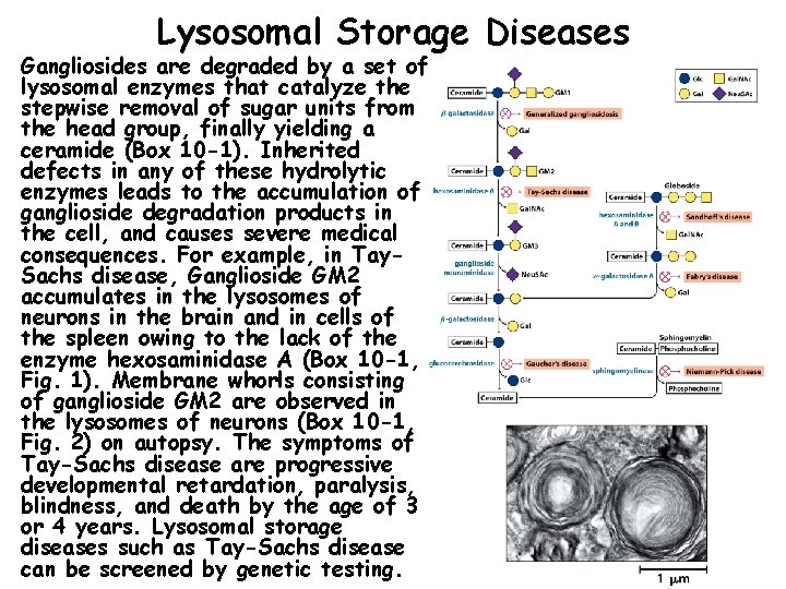 Lysosomal Storage Diseases Gangliosides are degraded by a set of lysosomal enzymes that catalyze