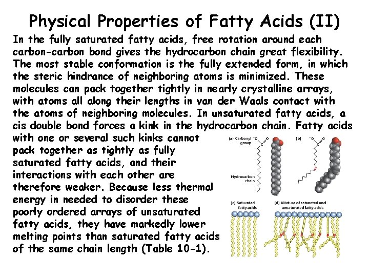 Physical Properties of Fatty Acids (II) In the fully saturated fatty acids, free rotation