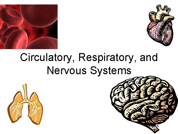 Circulatory, Respiratory, and Nervous Systems 