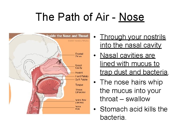 The Path of Air - Nose • Through your nostrils into the nasal cavity