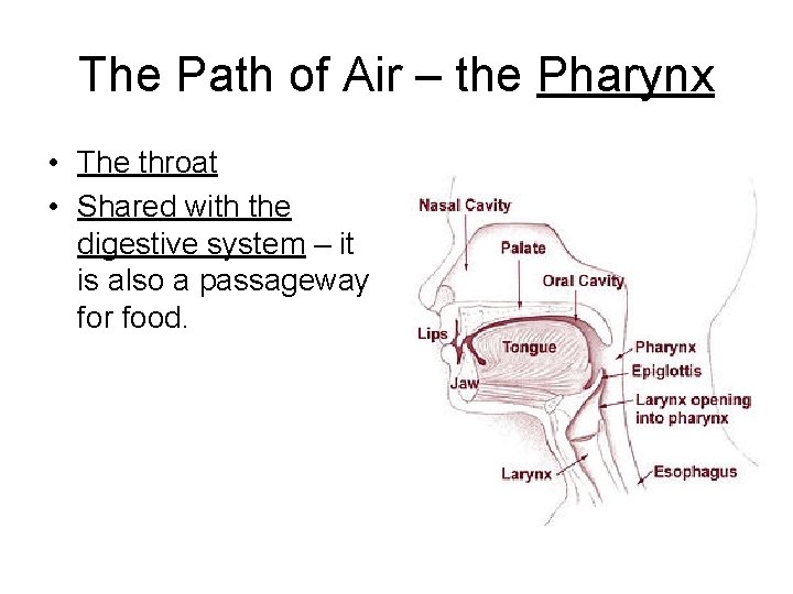 The Path of Air – the Pharynx • The throat • Shared with the