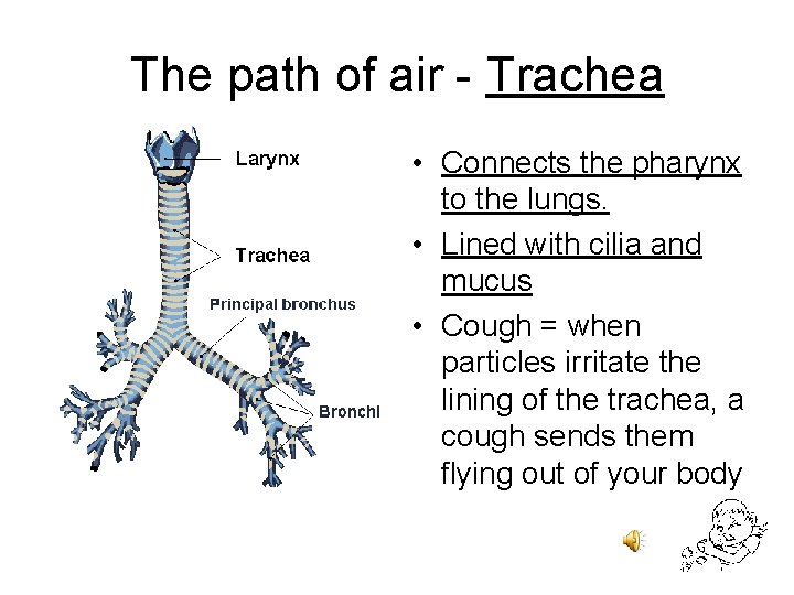The path of air - Trachea • Connects the pharynx to the lungs. •