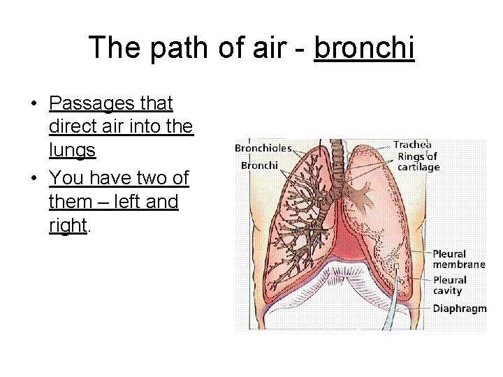 The path of air - bronchi • Passages that direct air into the lungs