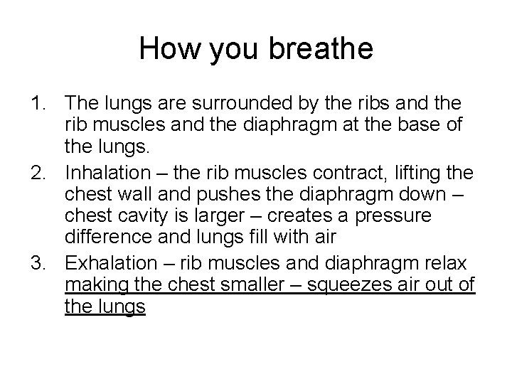 How you breathe 1. The lungs are surrounded by the ribs and the rib