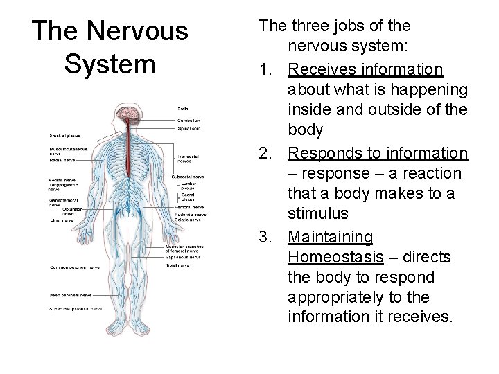 The Nervous System The three jobs of the nervous system: 1. Receives information about