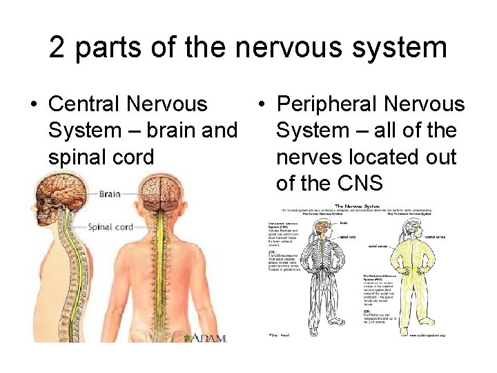 2 parts of the nervous system • Central Nervous • Peripheral Nervous System –