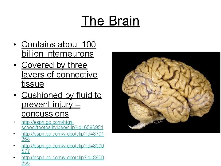 The Brain • Contains about 100 billion interneurons • Covered by three layers of