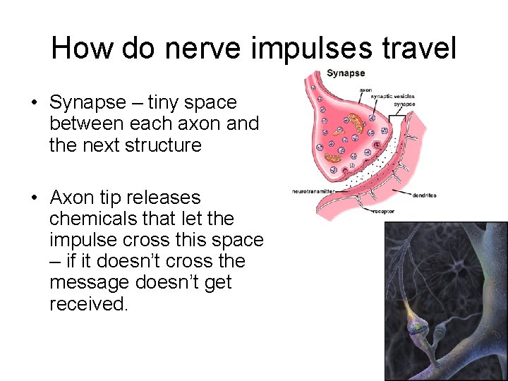 How do nerve impulses travel • Synapse – tiny space between each axon and