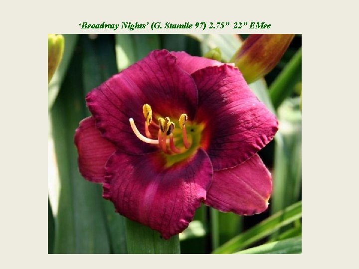 ‘Broadway Nights’ (G. Stamile 97) 2. 75” 22” EMre 