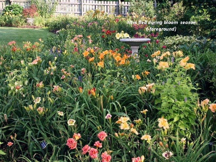 Mini Bed during bloom season ( foreground) 