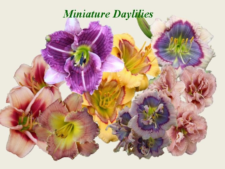 Miniature Daylilies 