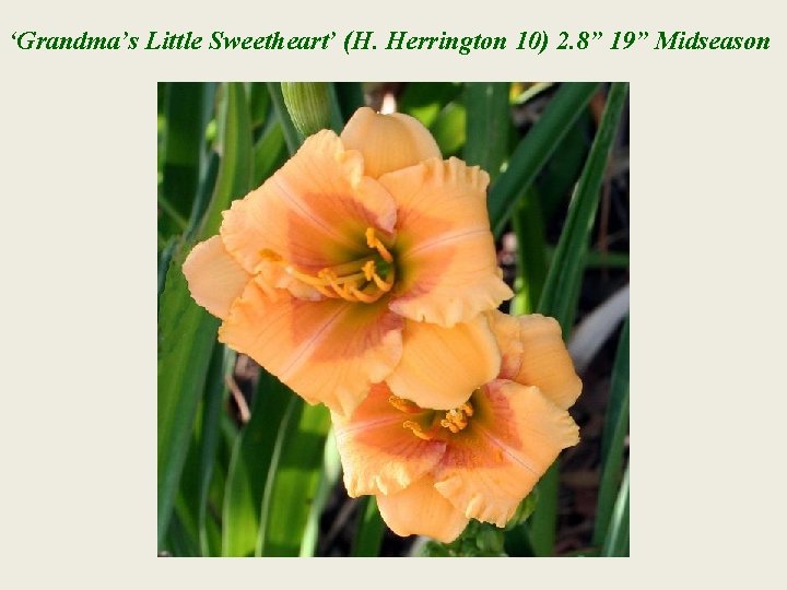 ‘Grandma’s Little Sweetheart’ (H. Herrington 10) 2. 8” 19” Midseason 