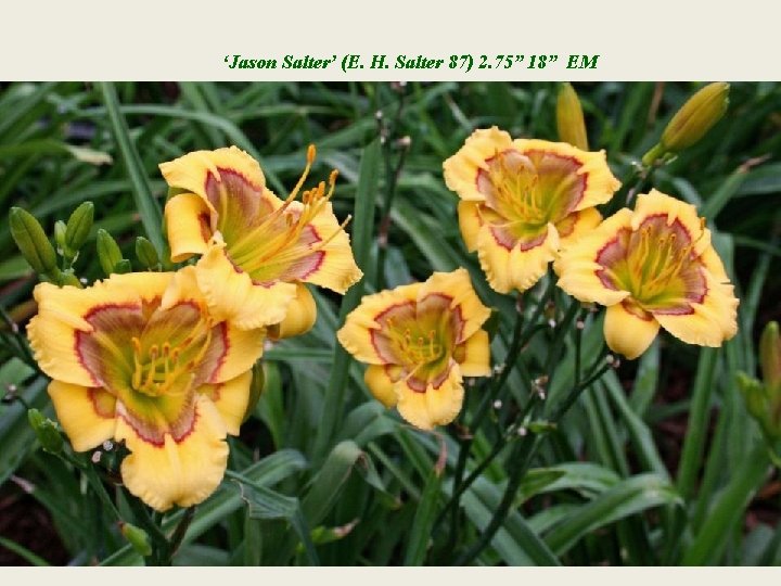 ‘Jason Salter’ (E. H. Salter 87) 2. 75” 18” EM 