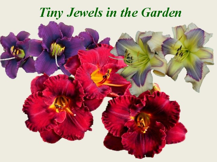 Tiny Jewels in the Garden 