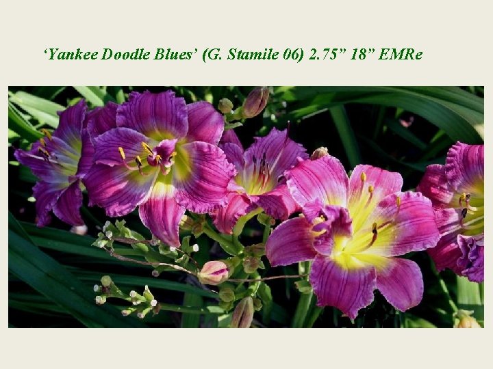 ‘Yankee Doodle Blues’ (G. Stamile 06) 2. 75” 18” EMRe 