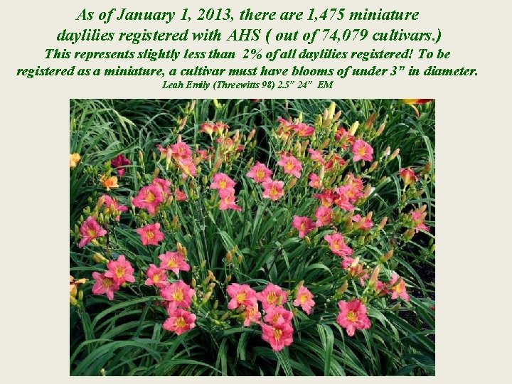 As of January 1, 2013, there are 1, 475 miniature daylilies registered with AHS