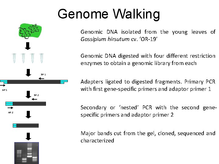 elicitorresponsive genes in cotton sonia