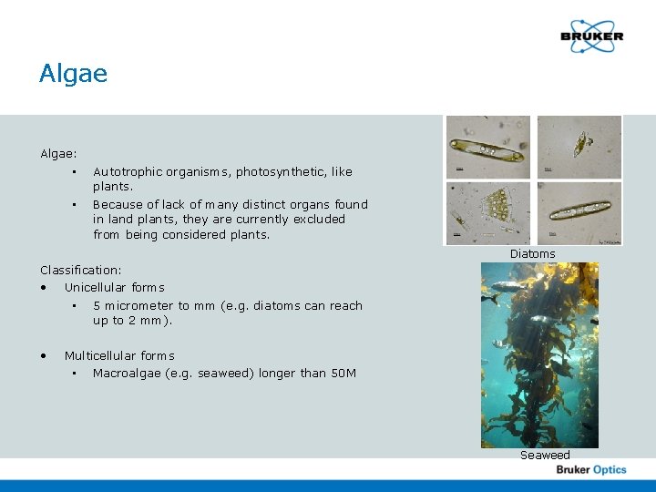 Algae: • • Autotrophic organisms, photosynthetic, like plants. Because of lack of many distinct