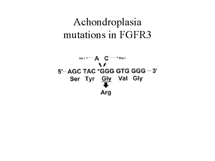 Achondroplasia mutations in FGFR 3 