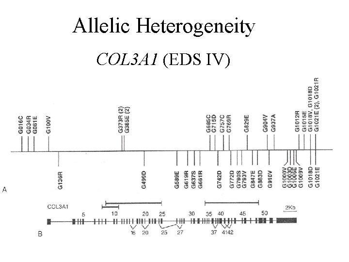 Allelic Heterogeneity COL 3 A 1 (EDS IV) 