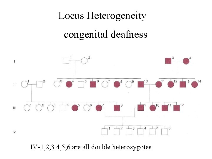 Locus Heterogeneity congenital deafness IV-1, 2, 3, 4, 5, 6 are all double heterozygotes