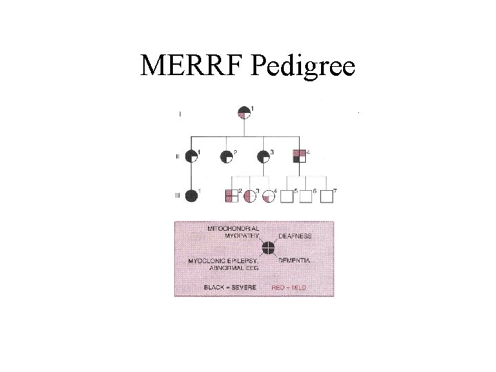MERRF Pedigree 
