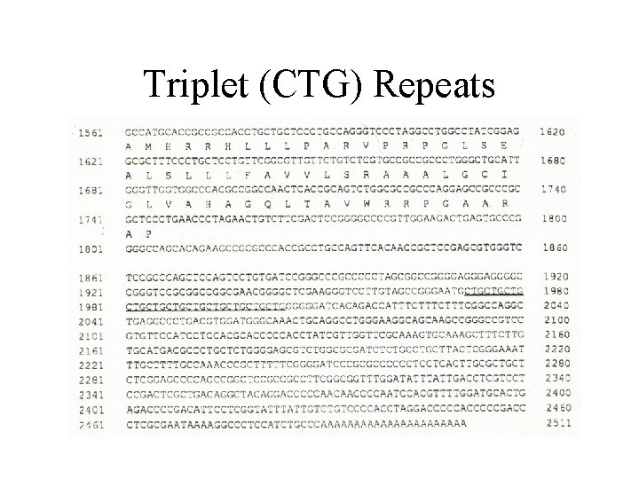 Triplet (CTG) Repeats 