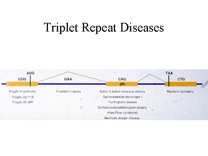 Triplet Repeat Diseases 