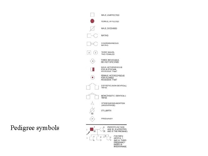 Pedigree symbols 