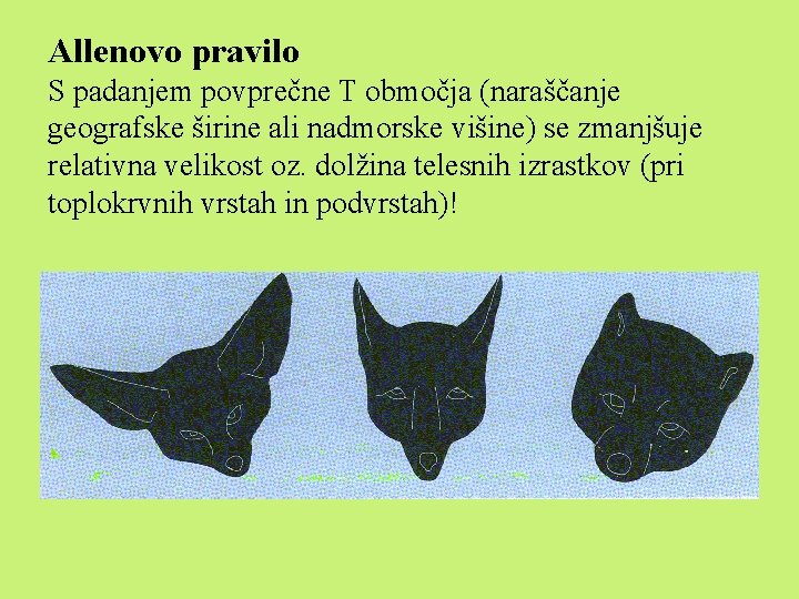 Allenovo pravilo S padanjem povprečne T območja (naraščanje geografske širine ali nadmorske višine) se