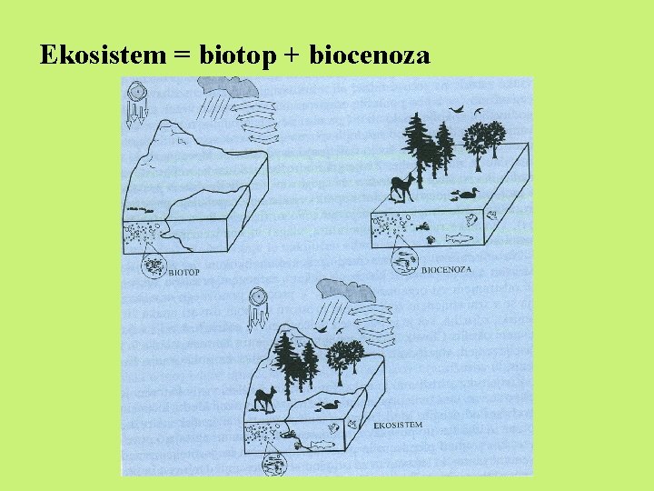 Ekosistem = biotop + biocenoza Ekosistem = biotop + biocenoza
