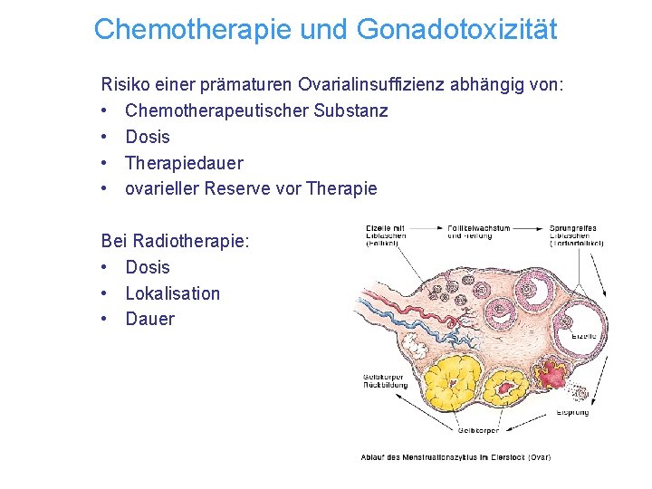 Chemotherapie und Gonadotoxizität Risiko einer prämaturen Ovarialinsuffizienz abhängig von: • Chemotherapeutischer Substanz • Dosis
