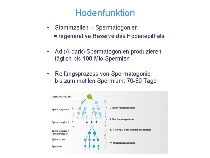 Hodenfunktion • Stammzellen = Spermatogonien = regenerative Reserve des Hodenepithels • Ad (A-dark) Spermatogonien