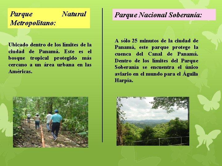 Parque Natural Metropolitano: Ubicado dentro de los límites de la ciudad de Panamá. Este