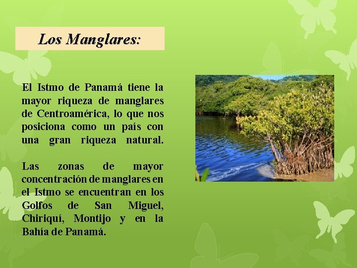 Los Manglares: El Istmo de Panamá tiene la mayor riqueza de manglares de Centroamérica,