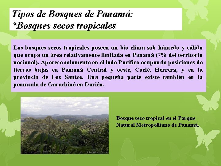 Tipos de Bosques de Panamá: *Bosques secos tropicales Los bosques secos tropicales poseen un